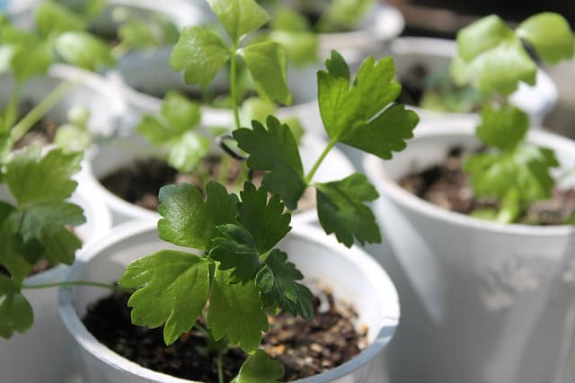 planter des plants de céleri