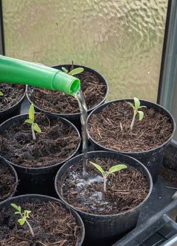 Cultiver des plants de tomates de serre