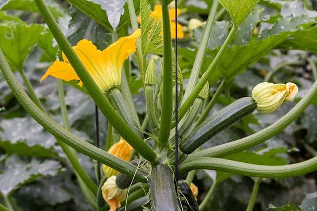 de plus en plus de courgettes en serre