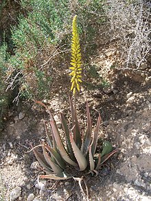 Aloe vera — Wikipédia