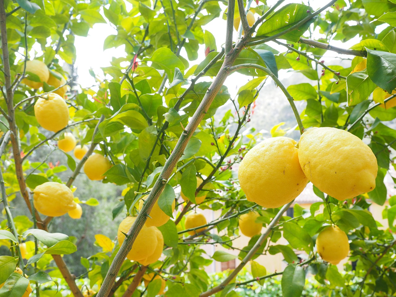 Citron Limone Citronnier Citrus - Photo gratuite sur Pixabay