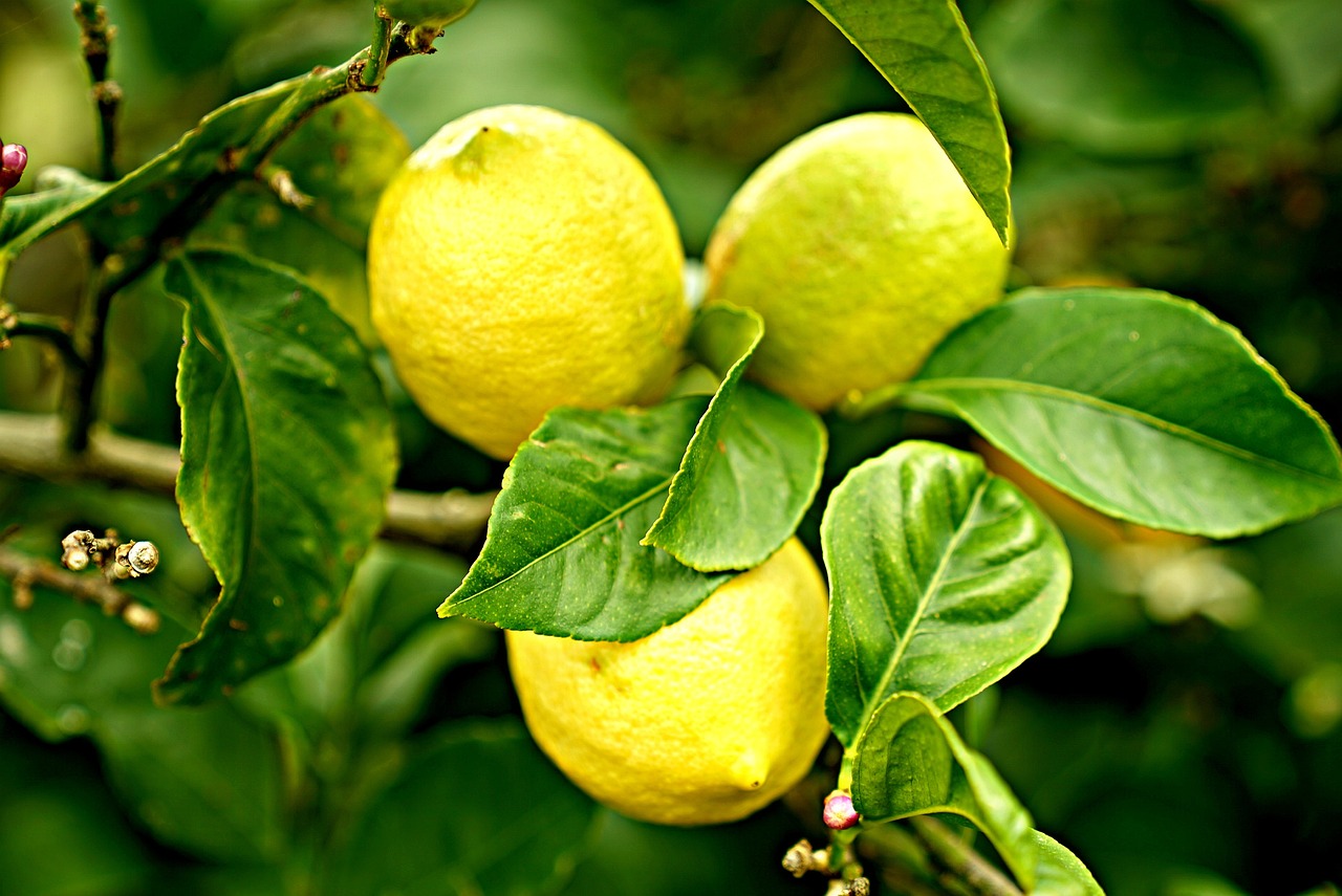 Citrons Citronnier D&#39;Agrumes - Photo gratuite sur Pixabay