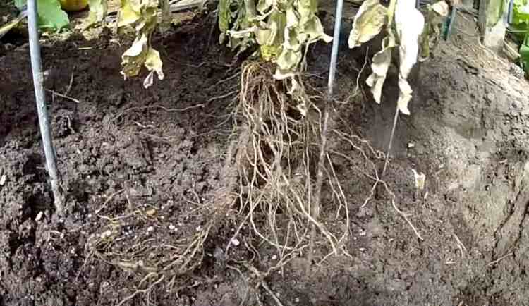 les racines de tomates peuvent aller très profondément