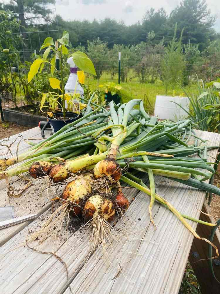 récolter des oignons dans le jardin