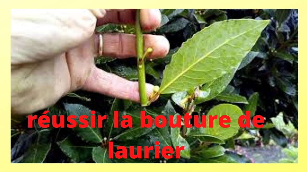 Bouturer le laurier-sauce ( vidéo pour jean ) - YouTube